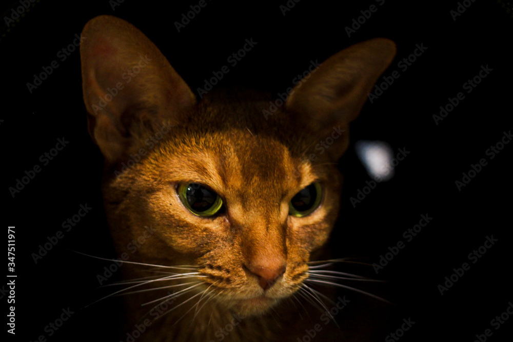 Abyssinian red cat on black background close-up Abyssinian red cat on black background close-up