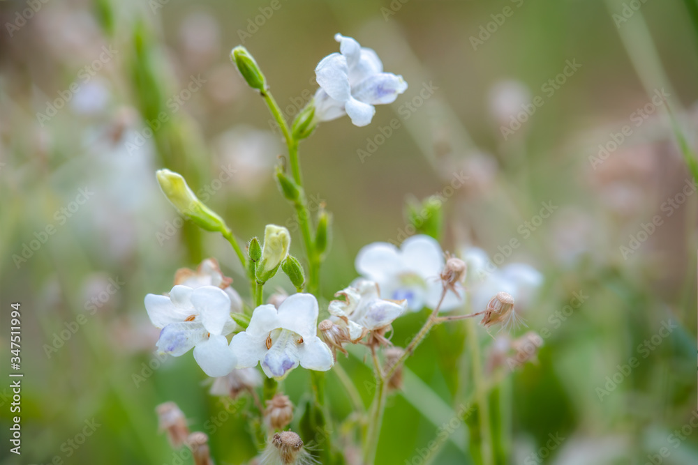 White flowers on the roadside White flowers on the roadside