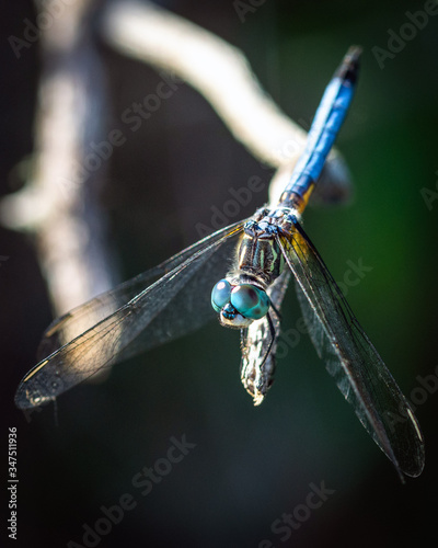 Blue Dasher Dragonfly in contrasty light!