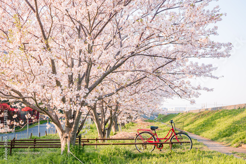 桜と自転車