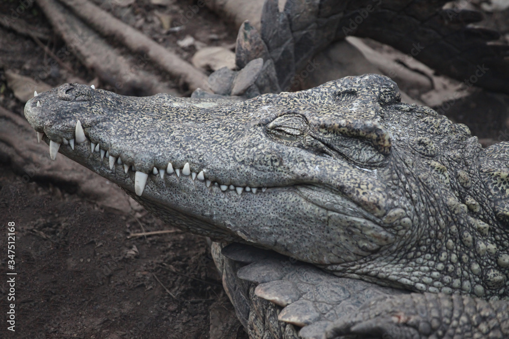 Fototapeta premium The salt crocodile is sleep on canal at thailand