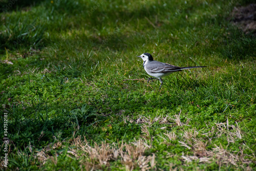 Wild bird on the green grass in the park Wild bird on the green grass in the park