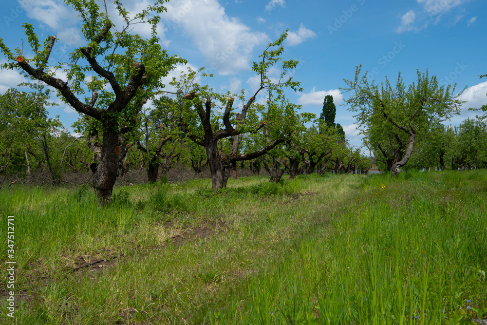 apple garden with green grass on a spring day