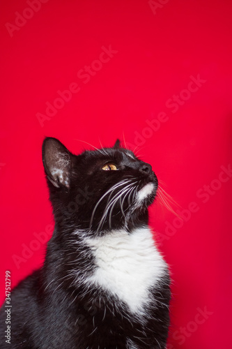 Portrait of an adorable black and white adult cat