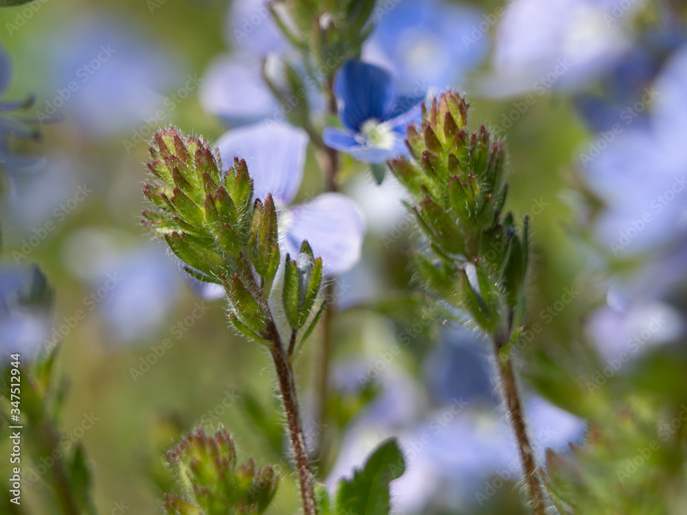 Blue spring flower in the garden macro close-up shot