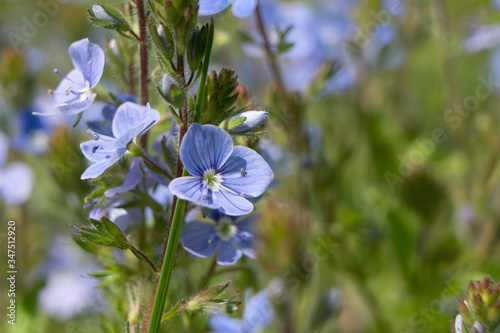 Blue spring flower in the garden macro close-up shot