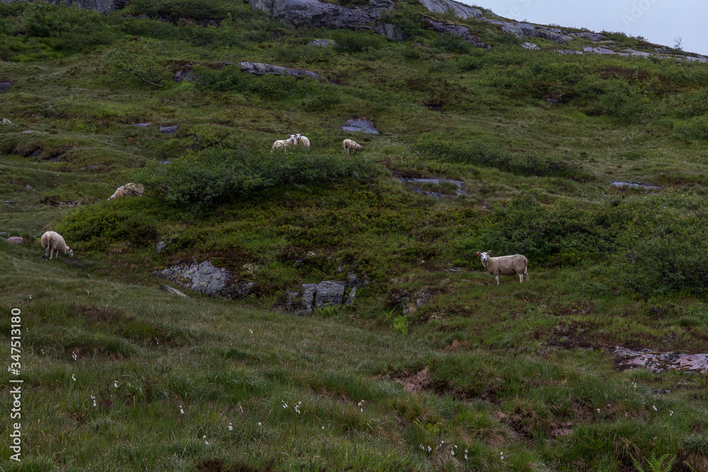sheep running freely in the mountains of Norway,selective focus