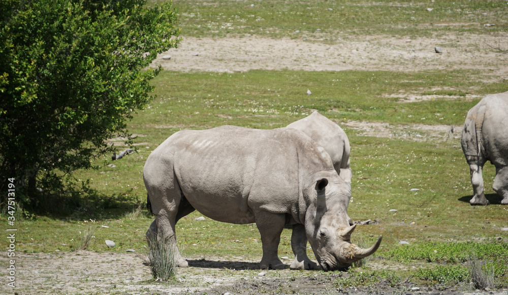 Fototapeta premium Herd of rhinos 