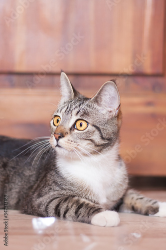 Portrait cute brown tabby striped cat