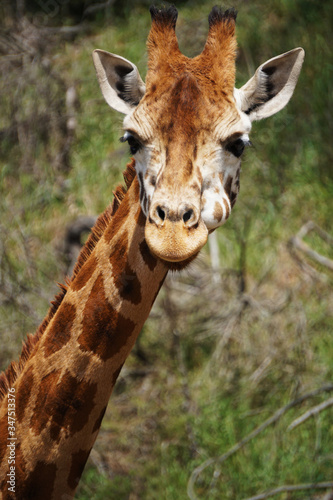 Frontal closeup of  giraffe © micky22