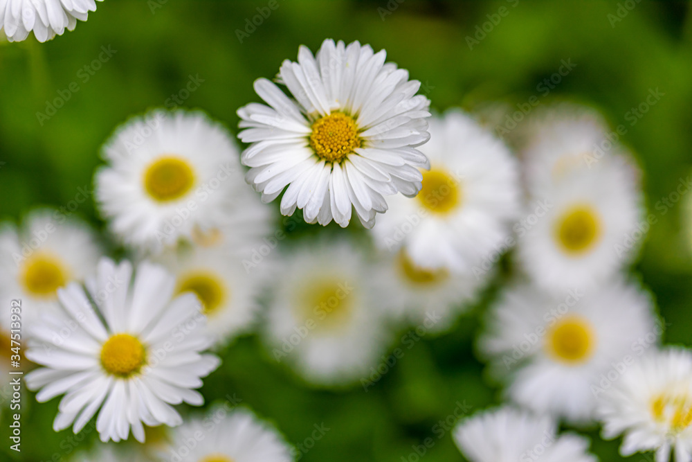 medicinal chamomile medicinal chamomile