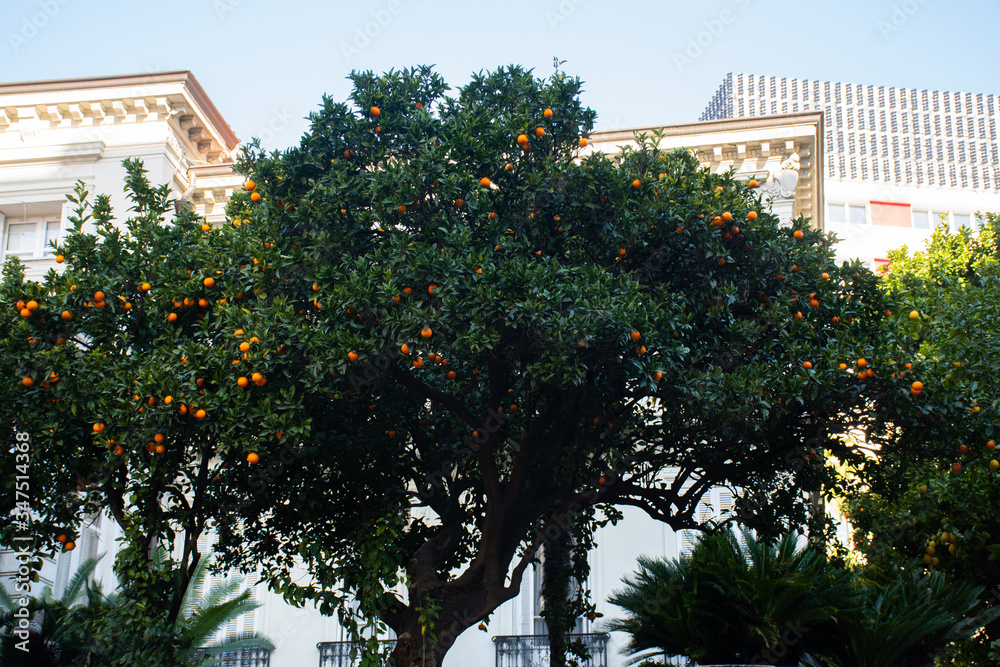 Monaco, France, 25th of February 2020: Mandarin orange trees on the streets of Monaco Monte Carlo