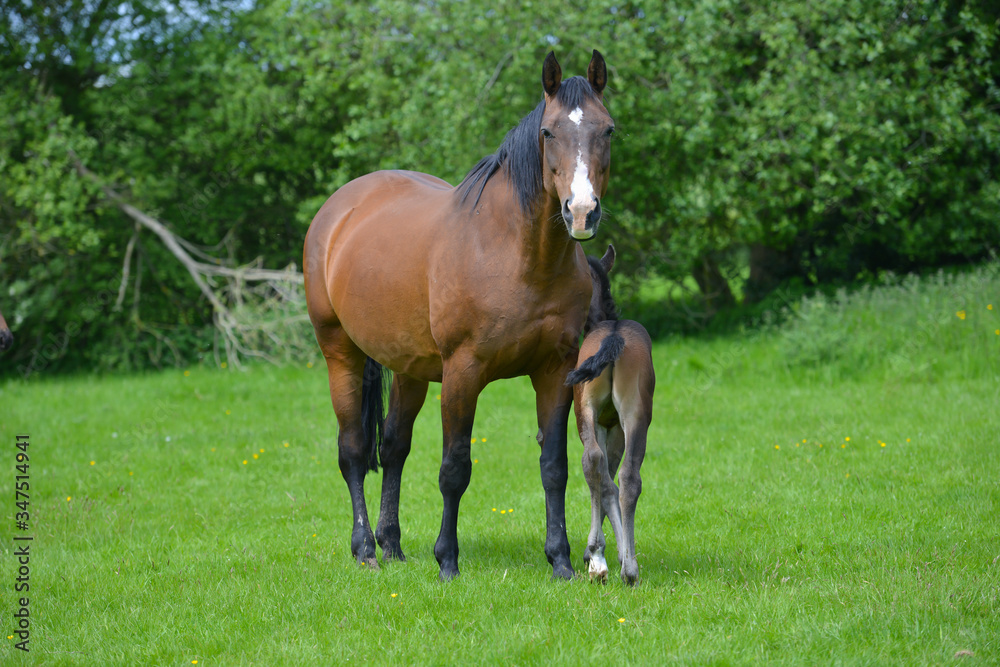 Mother and foal standing in field in Shropshire countryside, getting to know each other and sharing the warm sunny weather. Mother and foal standing in field in Shropshire countryside, getting to know each other and sharing the warm sunny weather.