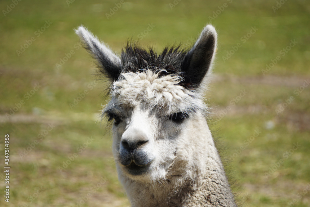 Alpaca's face