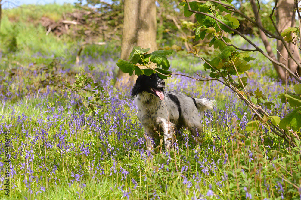 Obraz premium Pretty spaniel dog enjoying exercising in bluebell wood in spring time.