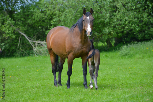 Mother and foal standing in field in Shropshire countryside, getting to know each other and sharing the warm sunny weather.