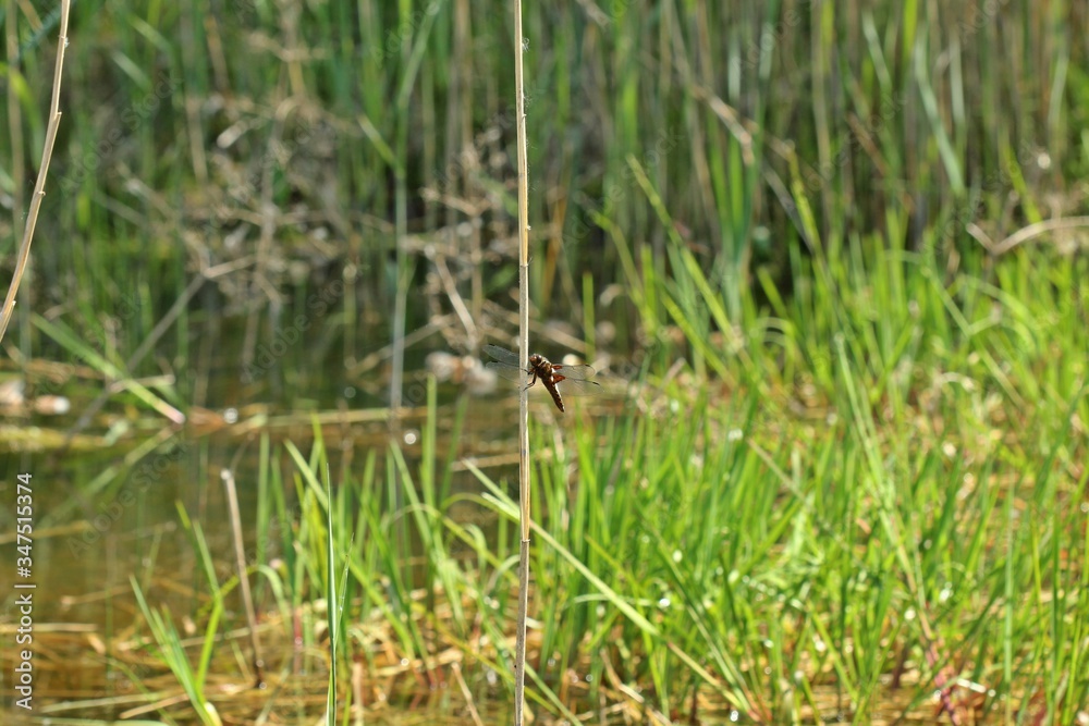 Männlicher Plattbauch (Libellula depressa) am Teich im Mai Männlicher Plattbauch (Libellula depressa) am Teich im Mai