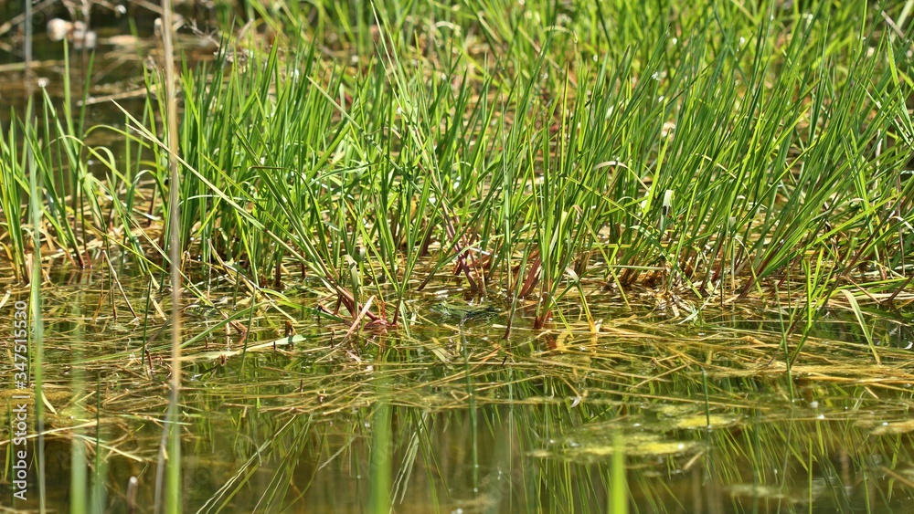 Schwimmender Teichfrosch (Pelophylax esculentus). Schwimmender Teichfrosch (Pelophylax esculentus).