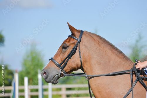 Close up shot of beautifully turned out horse as it stands and waits to compete in show jumping competition