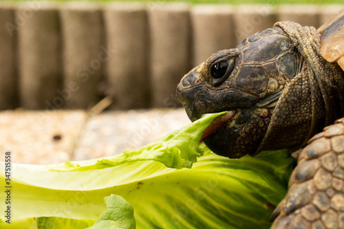 turtle tortoise eat salad eating green head eye
