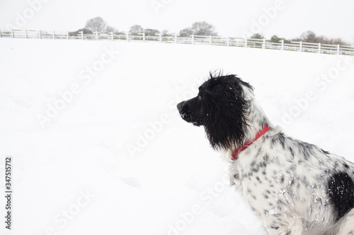 Close up side view of black and white spaniel looking out over a snowy scene in rural Shropshire.