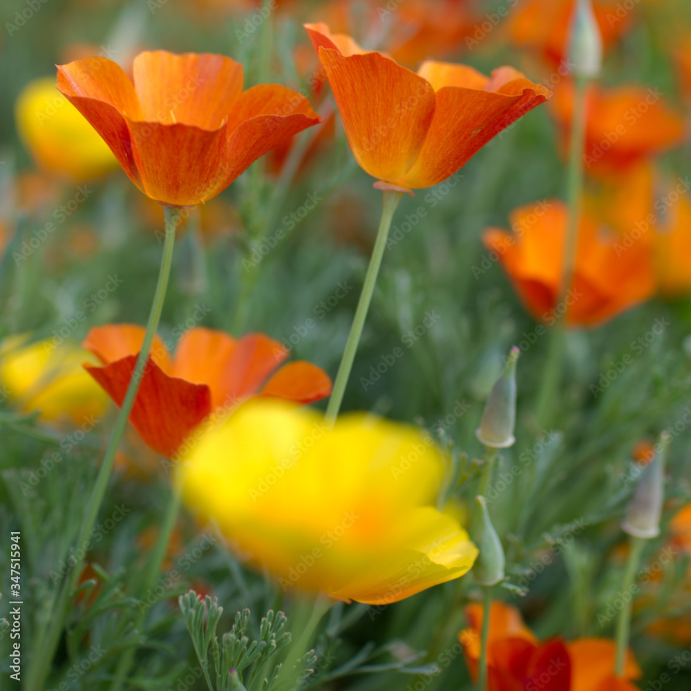 Fototapeta premium orange and yellow flowers
