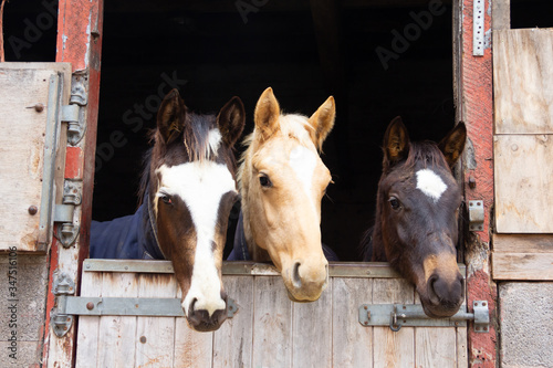 Fotografia Three ponies sharing a stable watch life over the door.