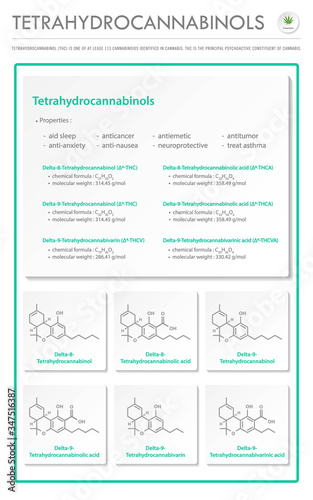 Tetrahydrocannabinol THC with Structural Formulas in Cannabis vertical business infographic illustration about cannabis as herbal alternative medicine and chemical therapy, healthcare medical vector.