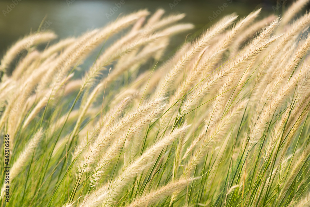 Beautiful nature background with meadow grass field and sunlight.selective focus Beautiful nature background with meadow grass field and sunlight.selective focus