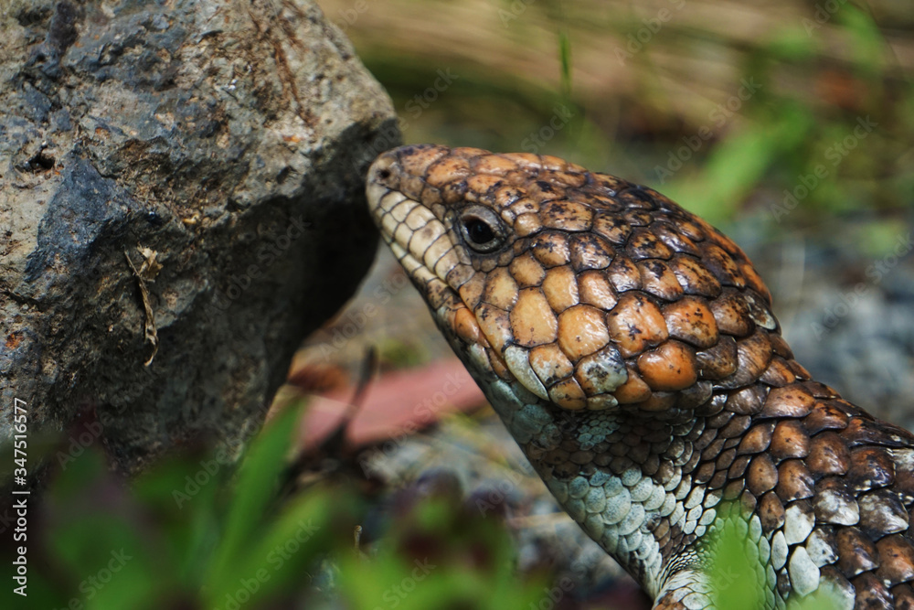 Close up of a lizard's face