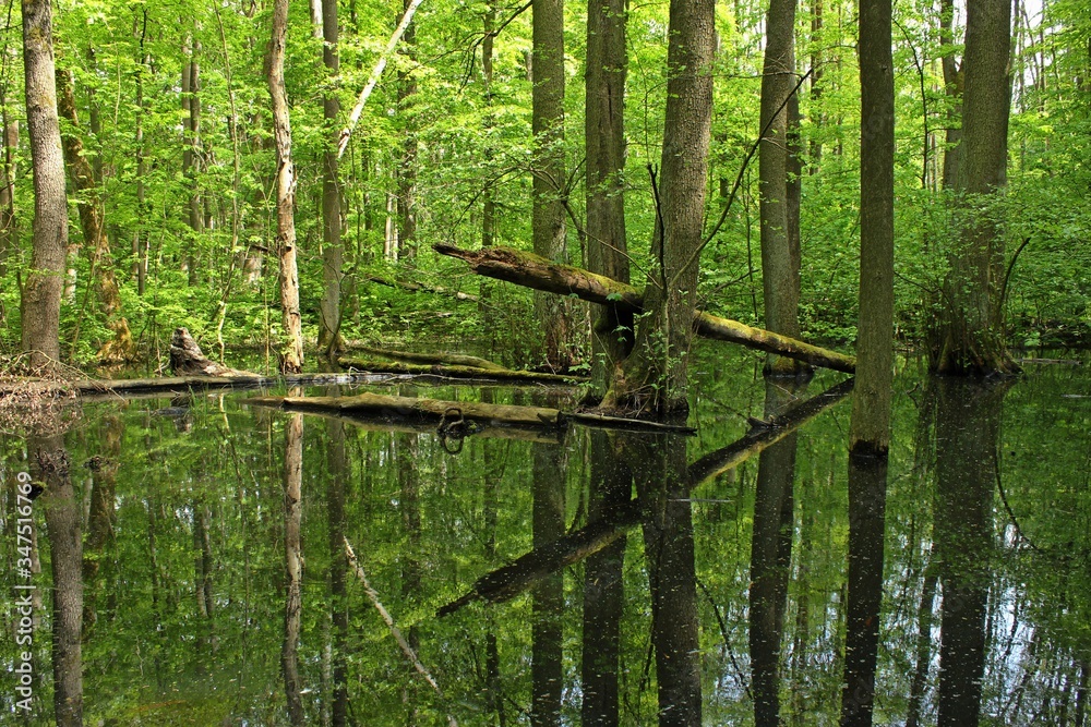 Fototapeta premium Sumpf mit umgestürzten Bäumen im Nationalpark Hainich