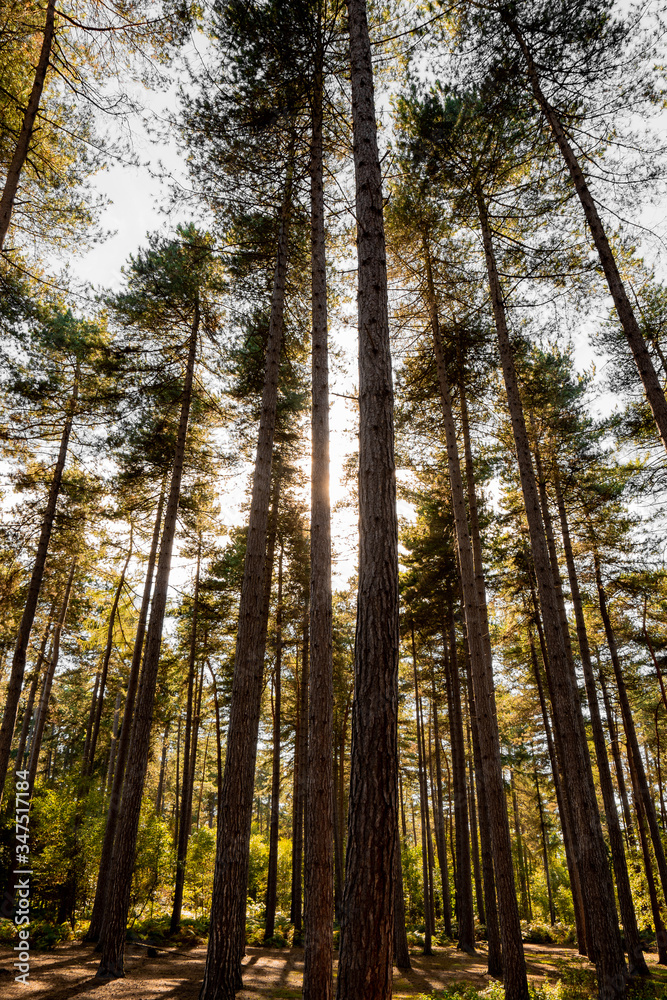Beautiful Woodland with the sun shining from behind. Enchanted forest Beautiful Woodland with the sun shining from behind. Enchanted forest