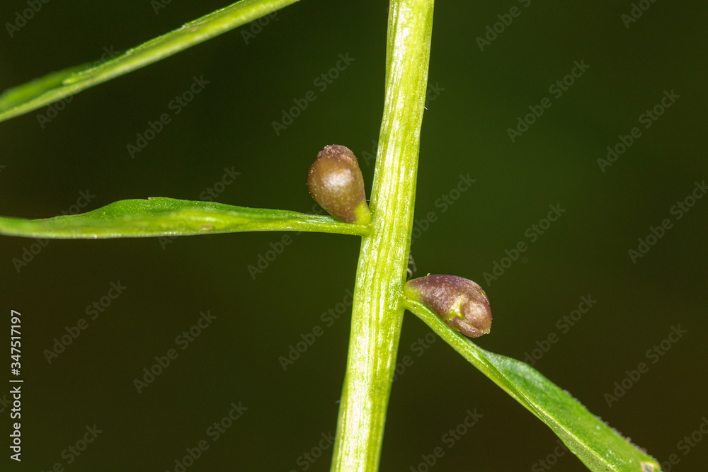 The bulbils of the coralroot (Cardamine bulbifera) in spring The bulbils of the coralroot (Cardamine bulbifera) in spring