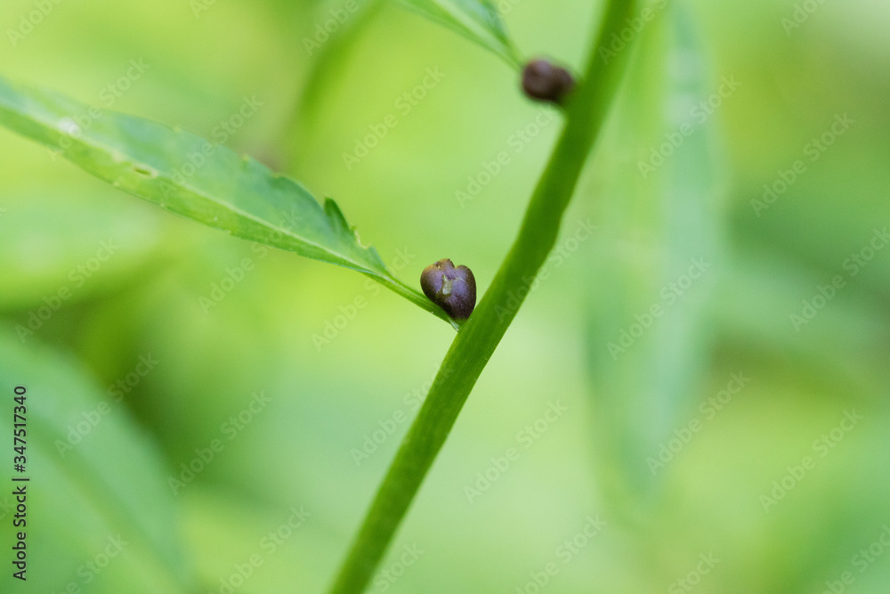 The bulbils of the coralroot (Cardamine bulbifera) in spring The bulbils of the coralroot (Cardamine bulbifera) in spring