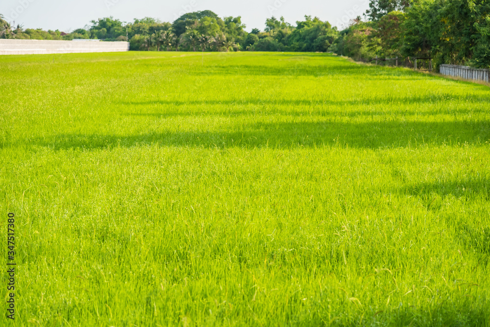 Obraz premium Green rice fields in Thailand