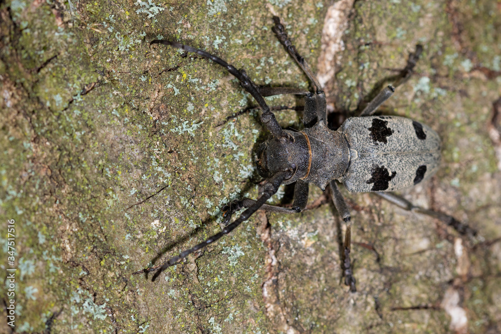 Morimus funereus, a species of beetle in family Cerambycidae, on a tree bark Morimus funereus, a species of beetle in family Cerambycidae, on a tree bark