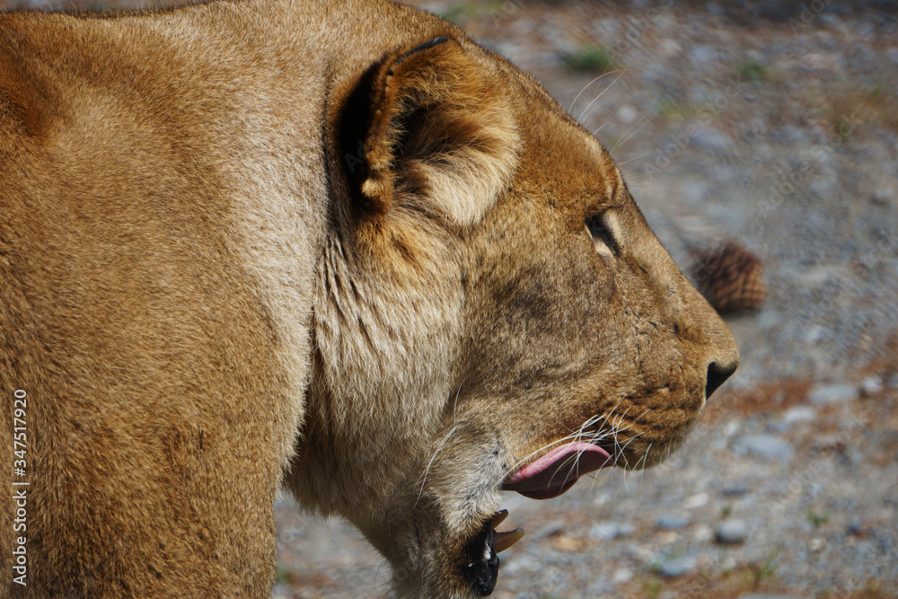Fototapeta premium Lioness in a zoo