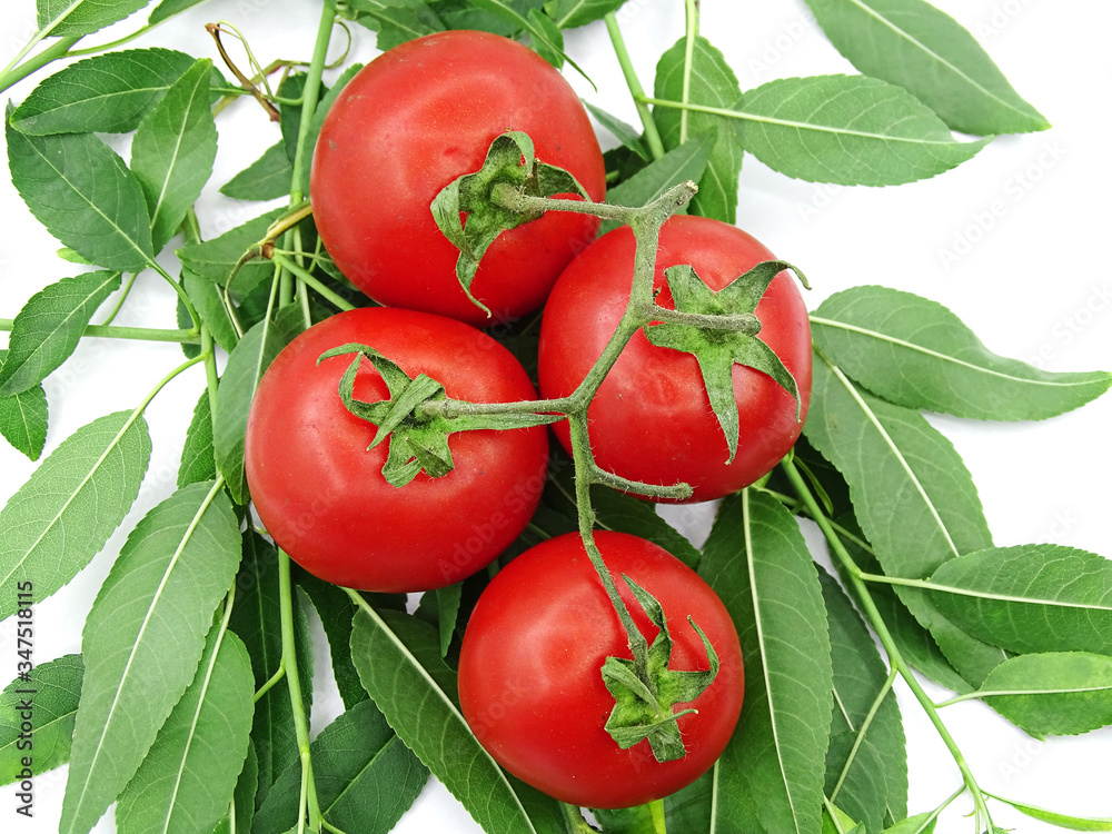 Organic garden tomatoes on green leaves