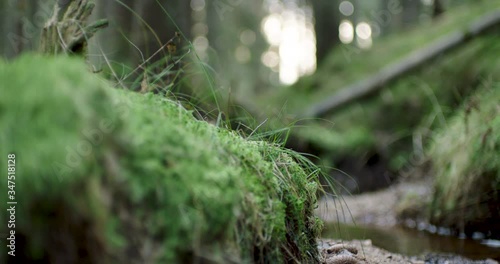 Green moss besides a river in green forest 
