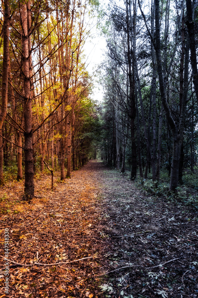 Obraz premium Abstract forest depicting summer and winter. Contrast woodland summer vs winter