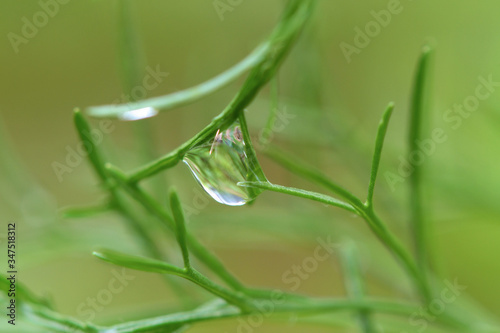 Water droplets on the leaves of a dill tree in a vegetable garden