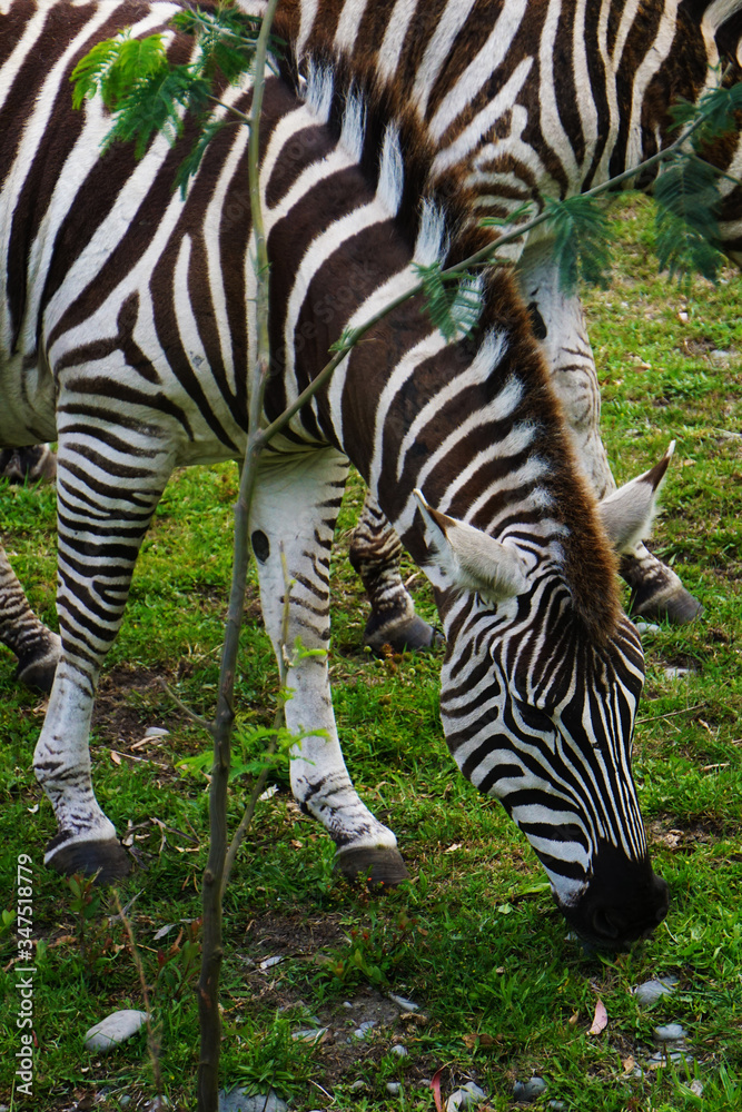 Zebra eating grass Zebra eating grass