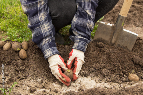 Bilde på lerret Farmer hands planting germinating potatoes in soil in garden