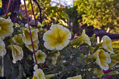 White Petonias photo