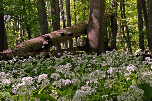 Fototapeta Naklejka Na Ścianę i Meble -  Blühender Bärlauch (Allium ursinum) im Nationalpark Hainich mit Baumpilzen