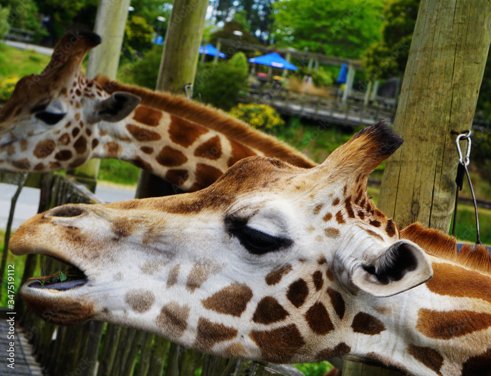 Obraz premium Two giraffes looking for food