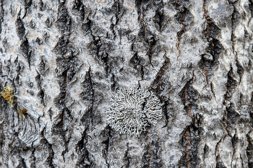 texture and background of Karelian tree. Bark of birch in northern Russia photo