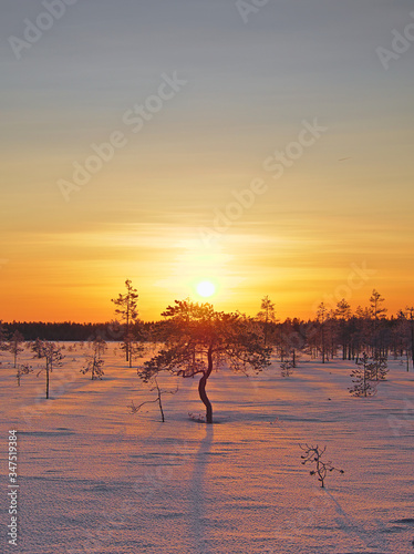 Beautiful golden sunset in snow covered swamp in Lapland  Finland