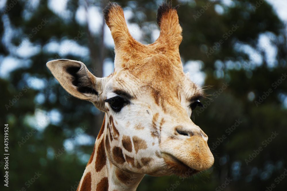 Fototapeta premium Giraffe