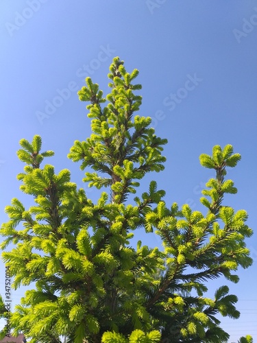 Fir branches with fresh shoots in spring on blue sky background. Young green shoots of spruce in the spring. Spruce branches on a blue background.